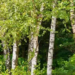 Hotel Ferrari, Le Betulle San Maurizio D'opaglio