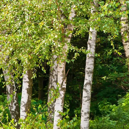 호텔 Ferrari, Le Betulle 산 마우리지오 도파글리오